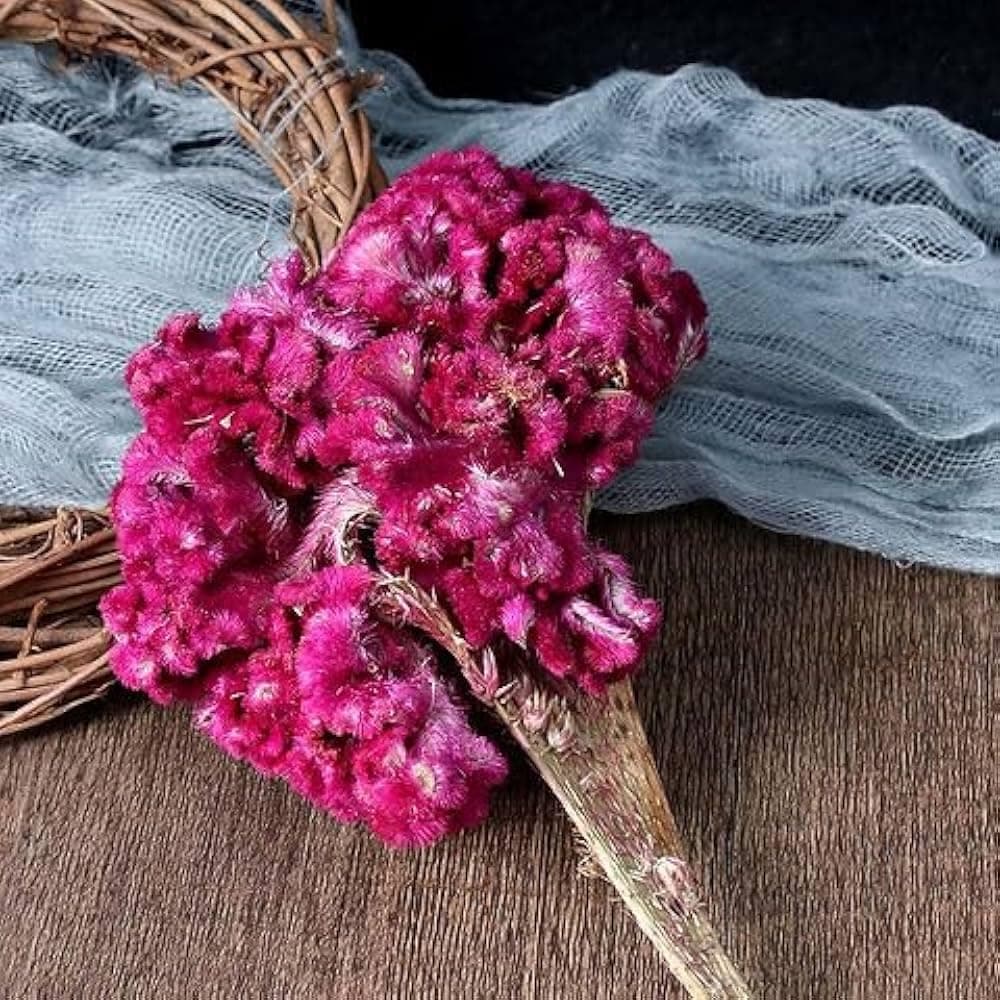 Premium Dried Cockscomb Flower gallery
