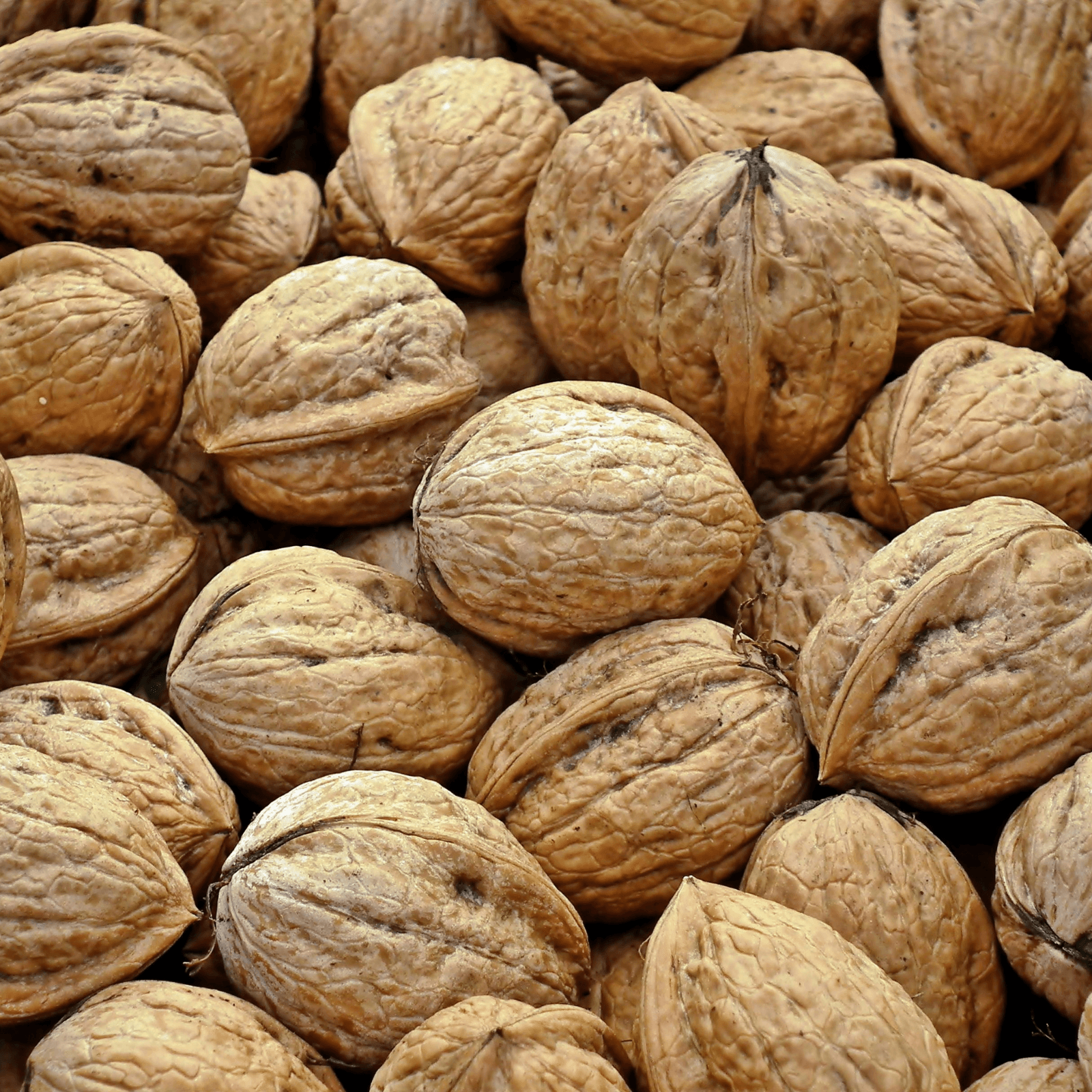 Premium Kashmiri Walnut with Shell gallery