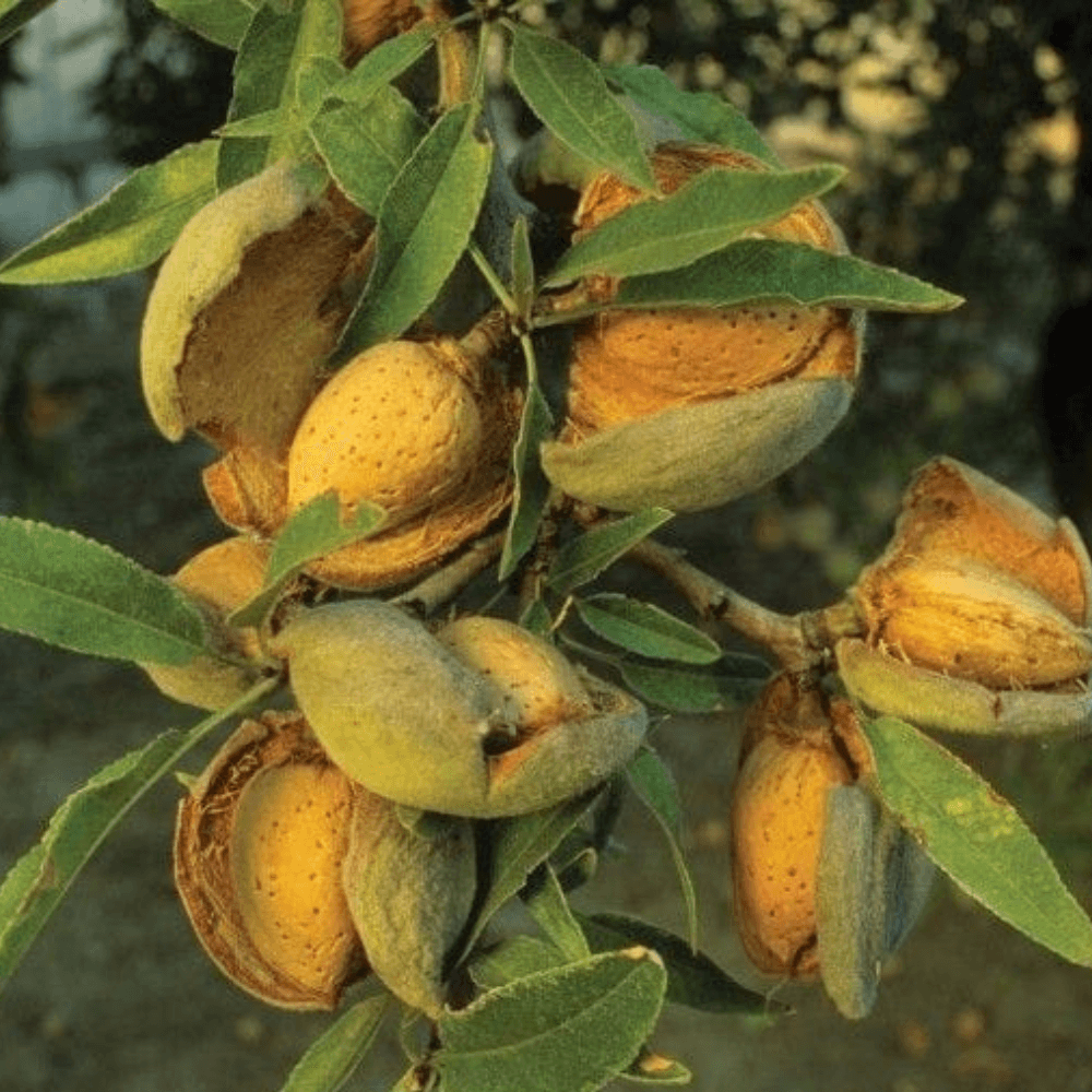 Premium Kashmiri Mamra Almonds Kernels gallery