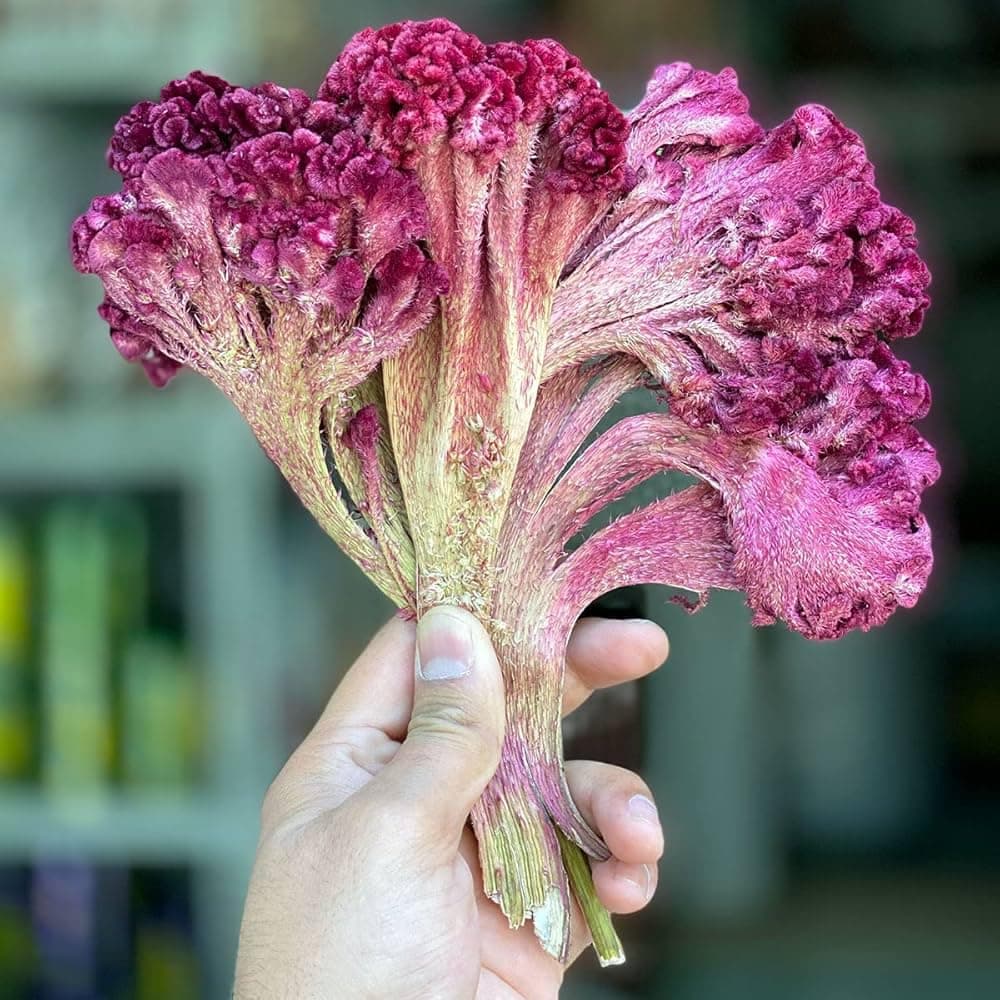 Premium Dried Cockscomb Flower gallery