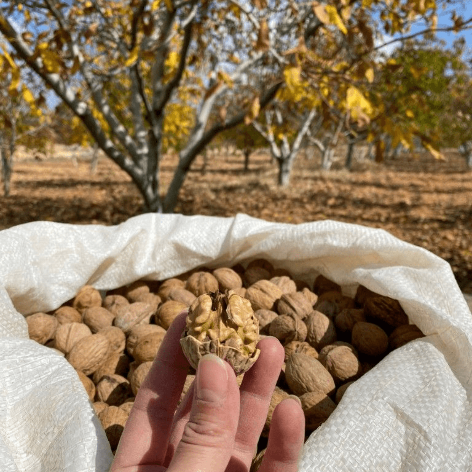Premium Kashmiri Walnut with Shell gallery