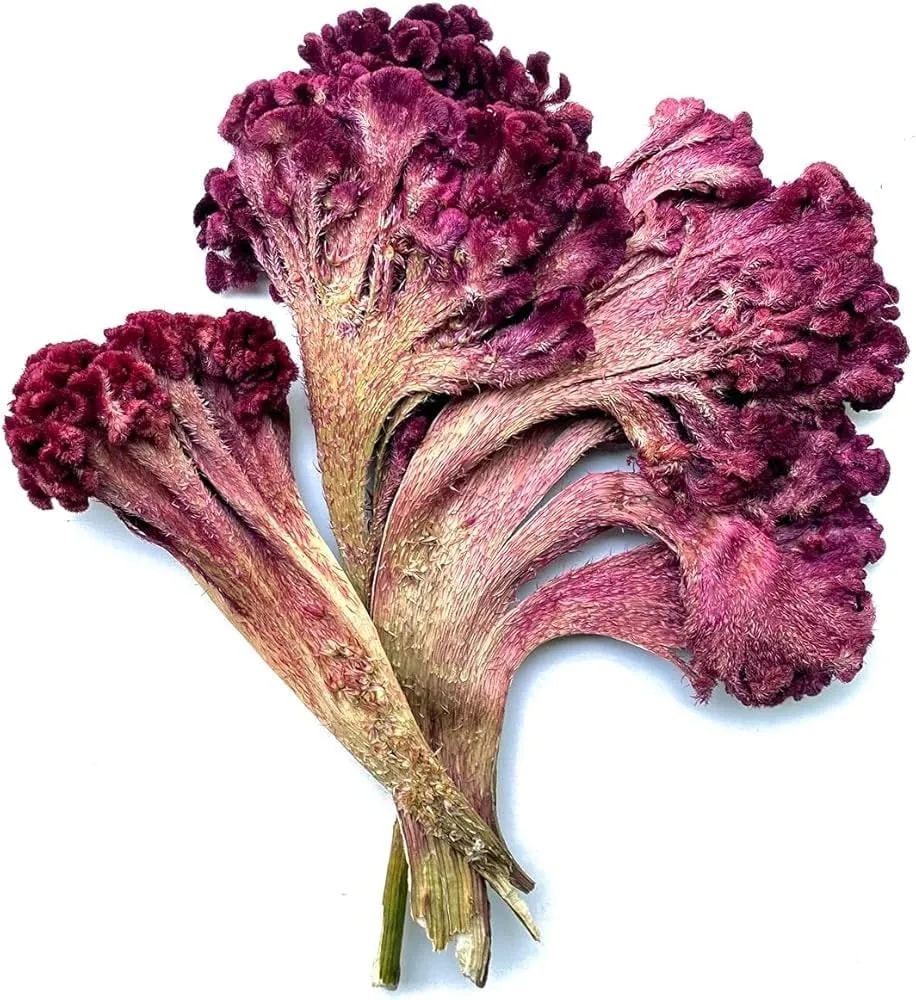 Premium Dried Cockscomb Flower