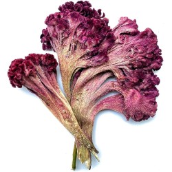 Dried Cockscomb Flower Powder (Mawal) 100g Dried Cockscomb Flower Powder (Mawal) 100g